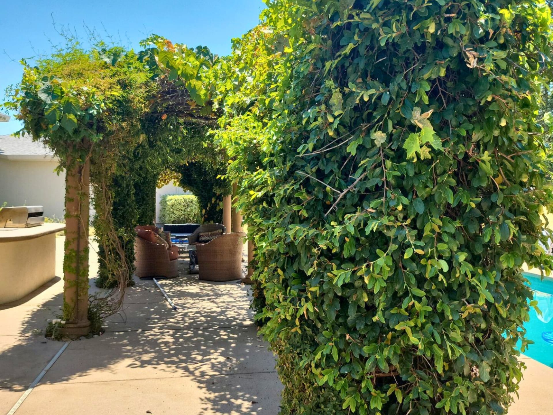 Before: angle 6. View featuring a vine-covered pergola with wooden columns, outdoor furniture, and a built-in barbecue area, set against a white stucco house with a clear blue sky.